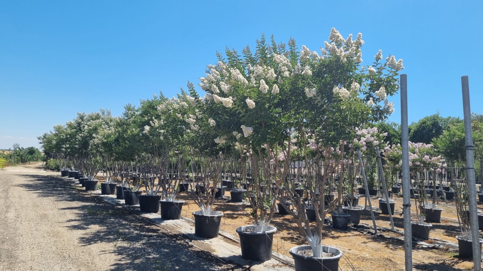 לגרסטרמיה לבנה נאצ'ס 8