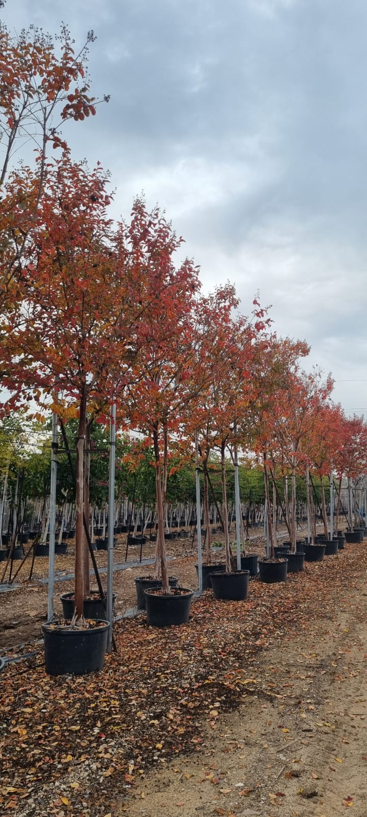 לגרסטרמיה לבנה נאצ'ס 9