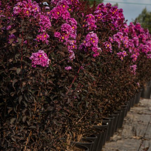 לגרסטרמיה 'לוונדר לאייס' זן פטנט