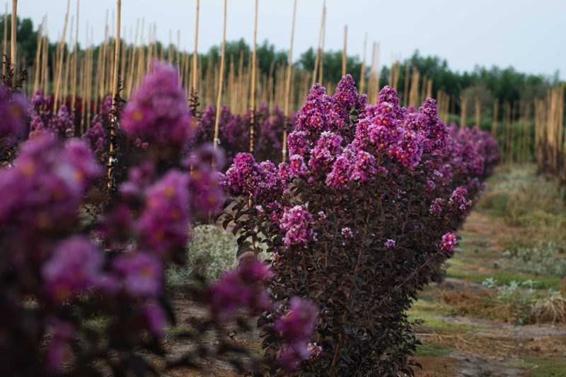 לגרסטרמיה 'לוונדר לייס' 3