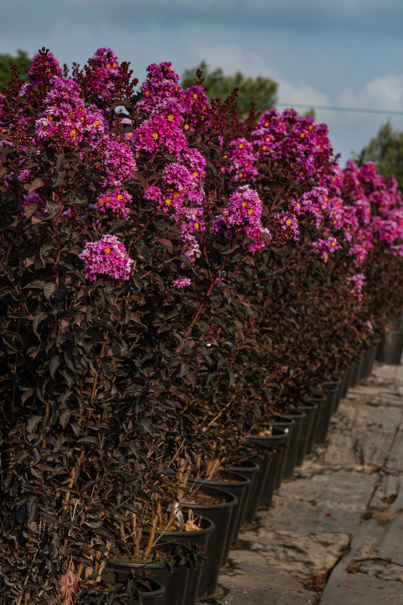 לגרסטרמיה 'לוונדר לייס' 4