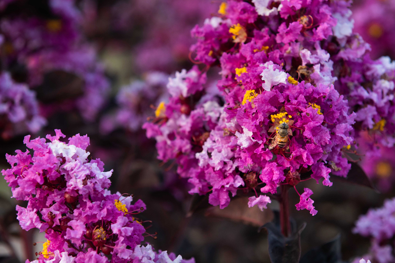 לגרסטרמיה 'לוונדר לייס' 5