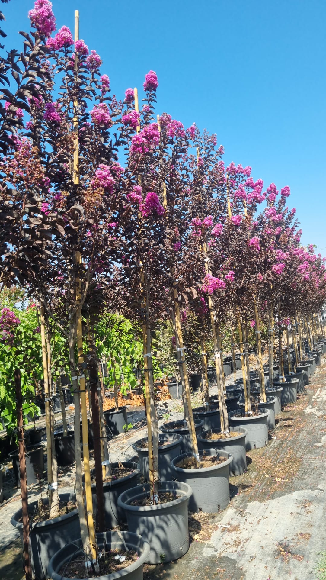 לגרסטרמיה 'לוונדר לייס' 7