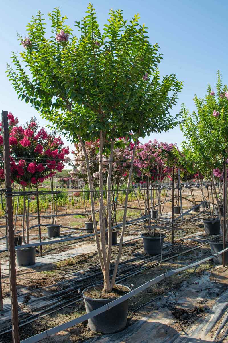 לגרסטרמיה מוסקגי 1