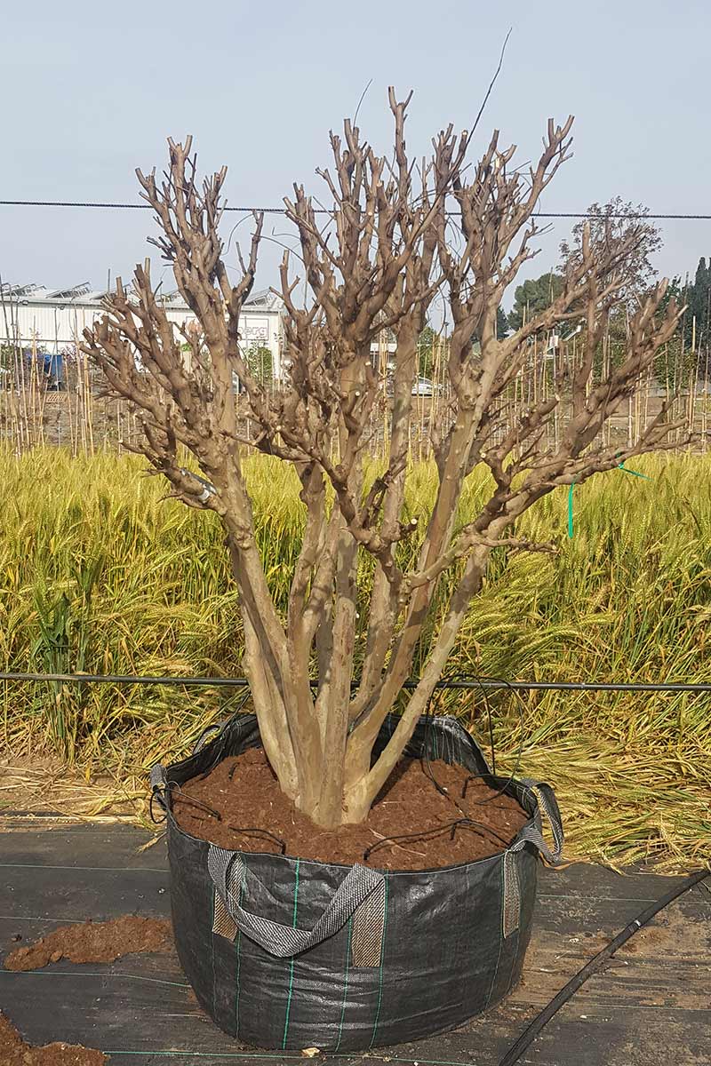 לגרסטרמיה מוסקגי 2