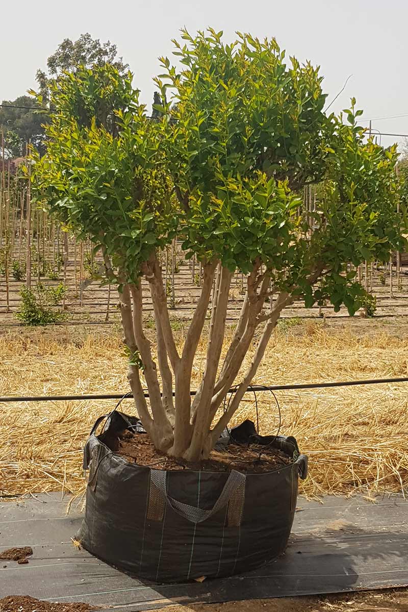 לגרסטרמיה מוסקגי 3