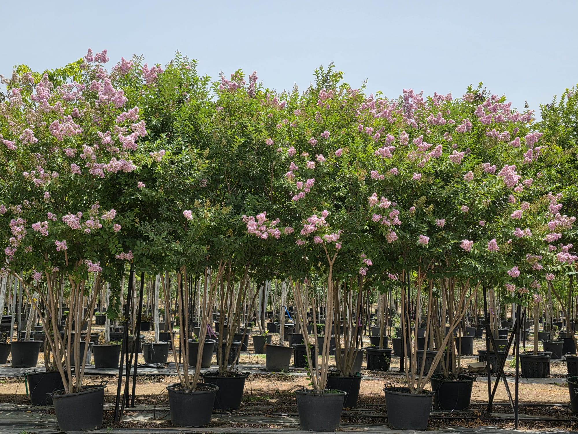 לגרסטרמיה מוסקגי