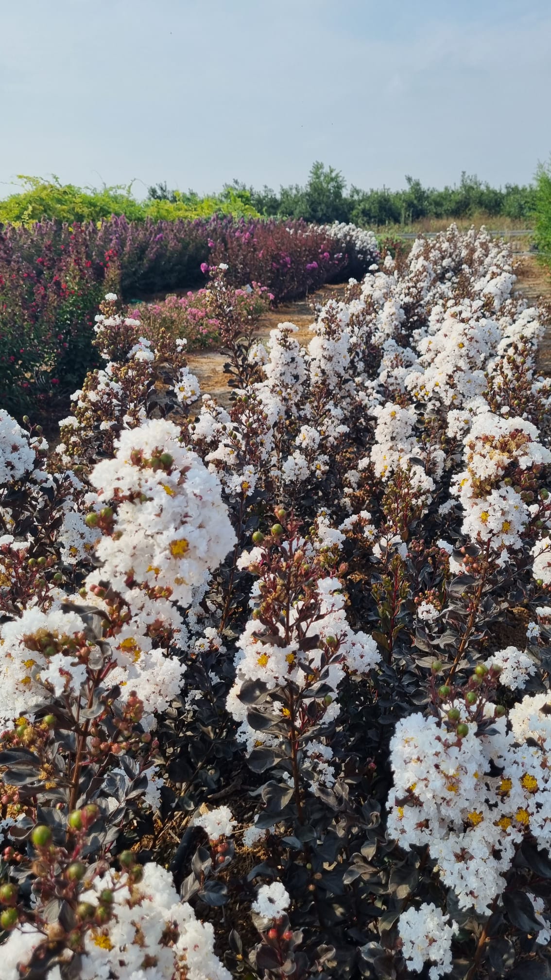 לגרסטרמיה קוקונט סורבט 1