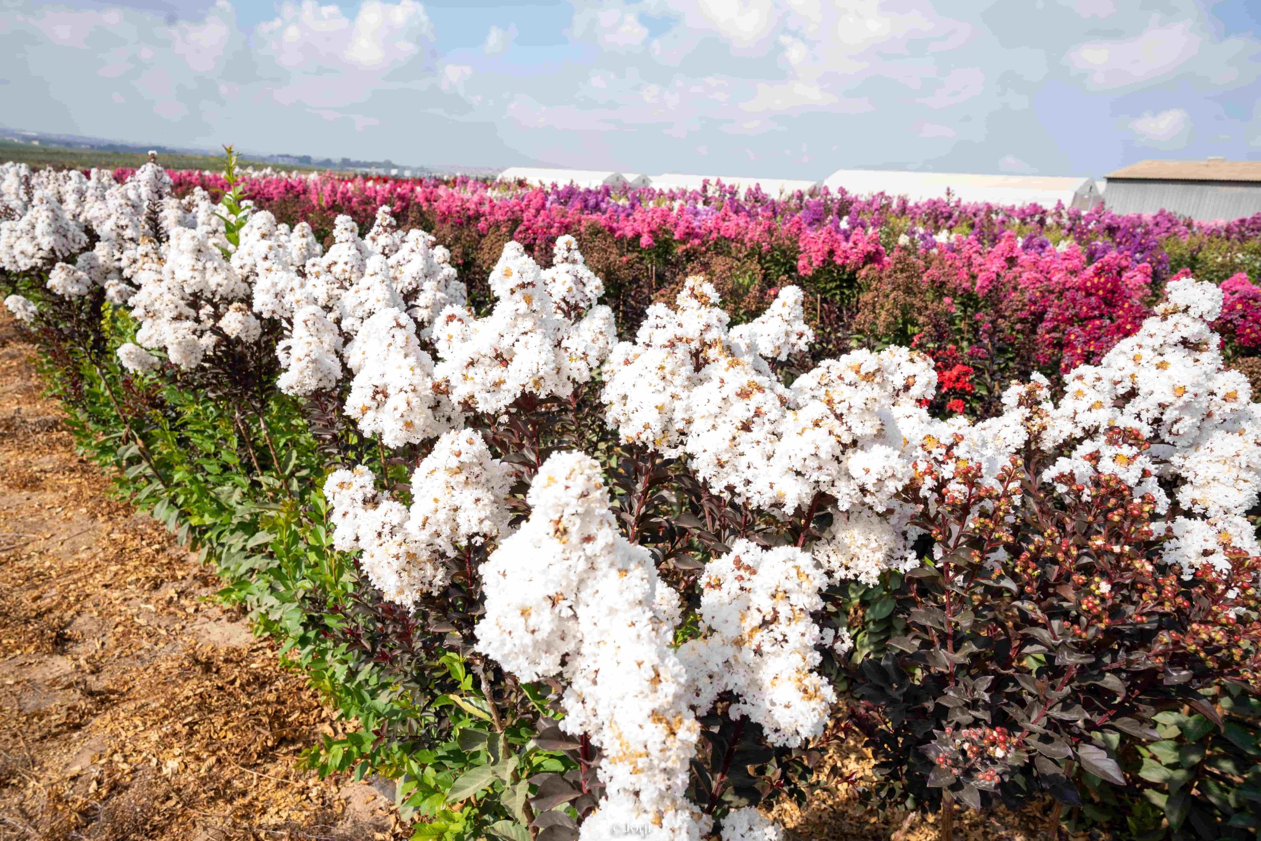 לגרסטרמיה קוקונט סורבט 2