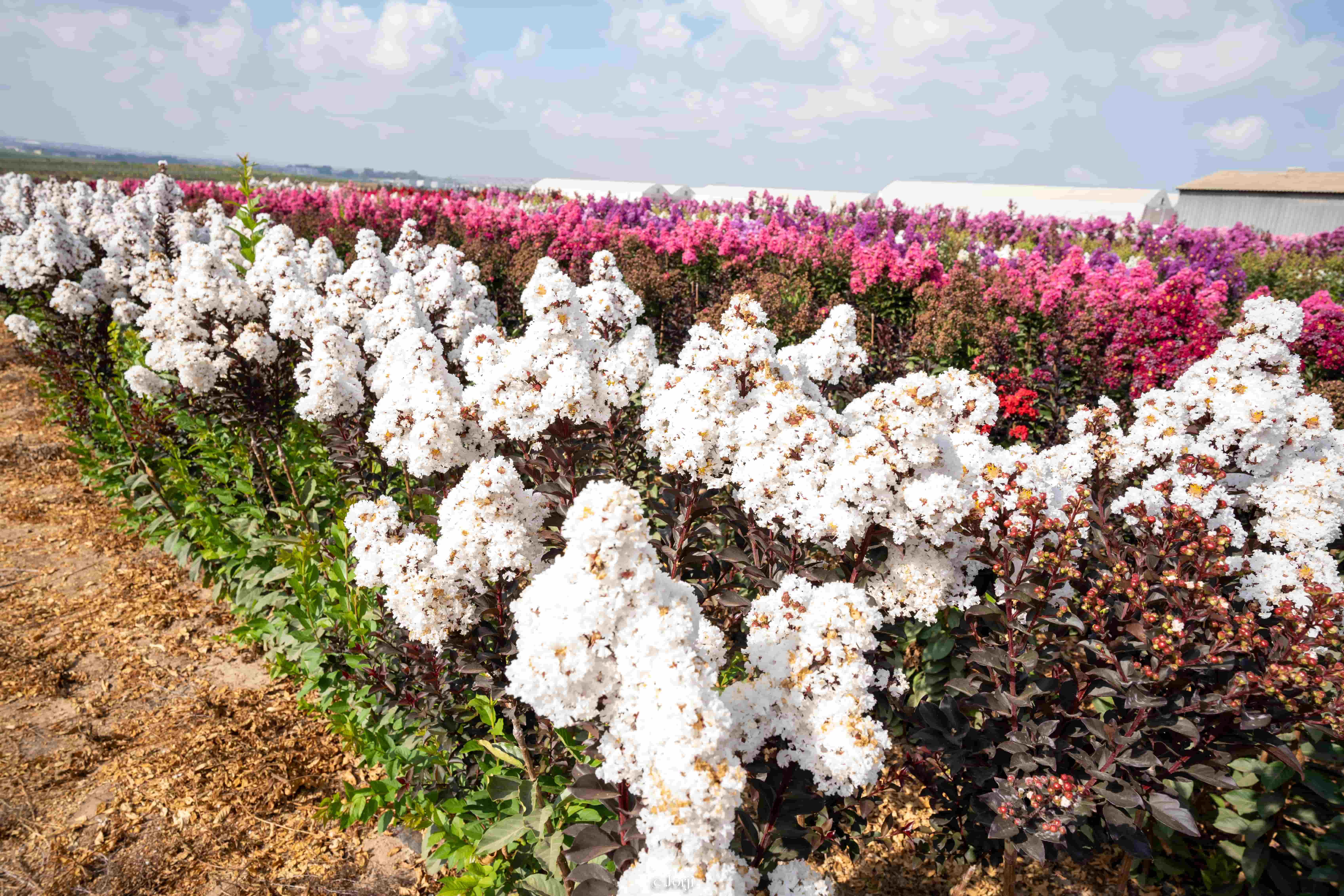 לגרסטרמיה קוקונט סורבט 2