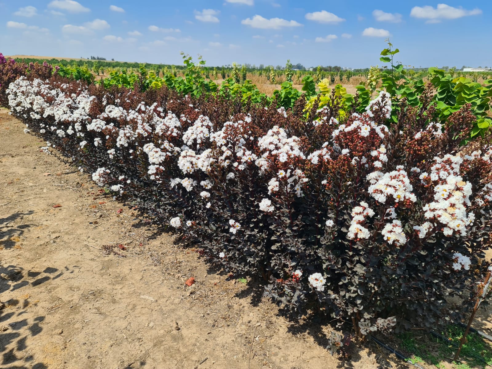 לגרסטרמיה קוקונט סורבט 3