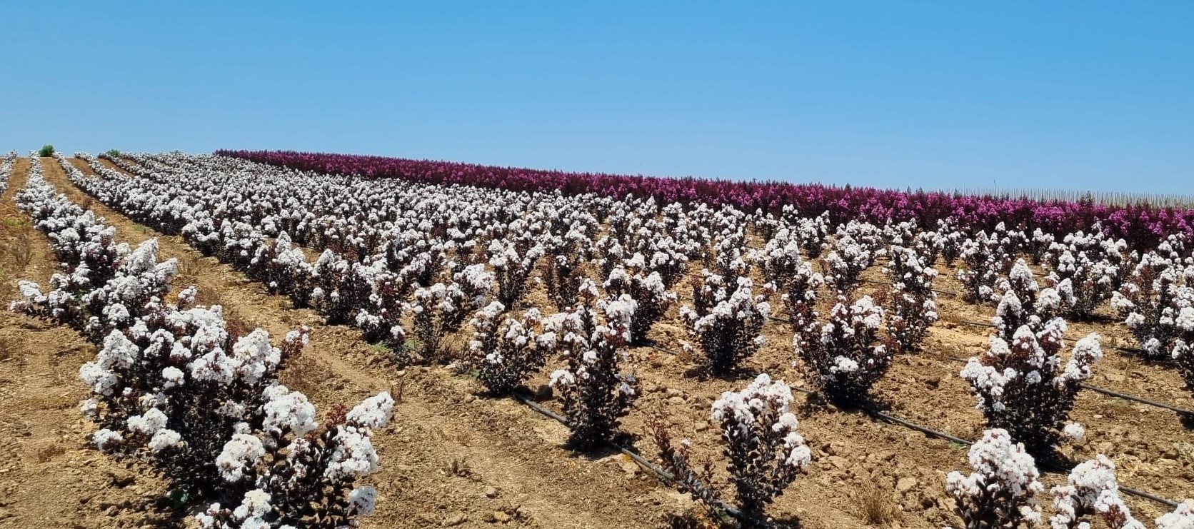 לגרסטרמיה קוקונט סורבט 4