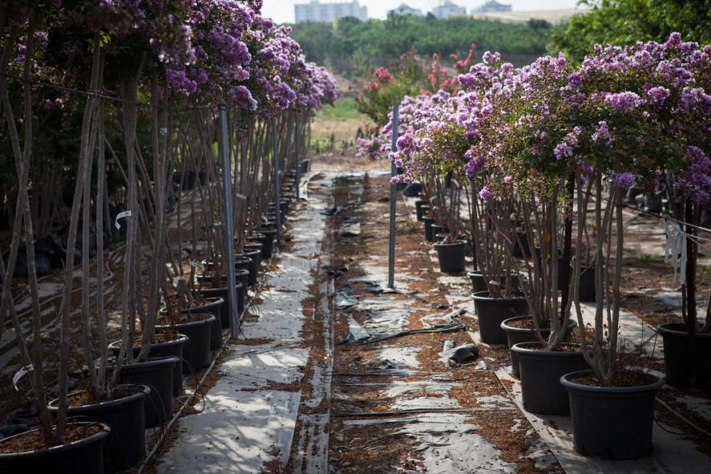 לגרסטרמיה קורדון בלו 1