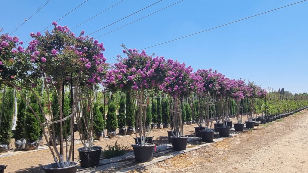 לגרסטרמיה קורדון בלו 10