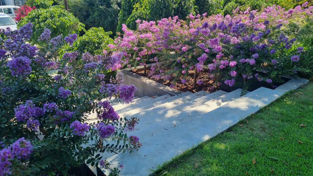 לגרסטרמיה קורדון בלו 11