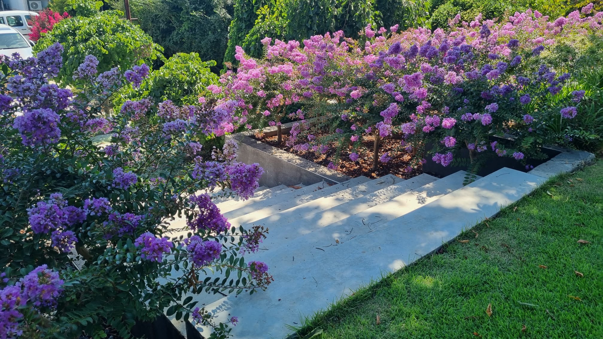 לגרסטרמיה קורדון בלו 11