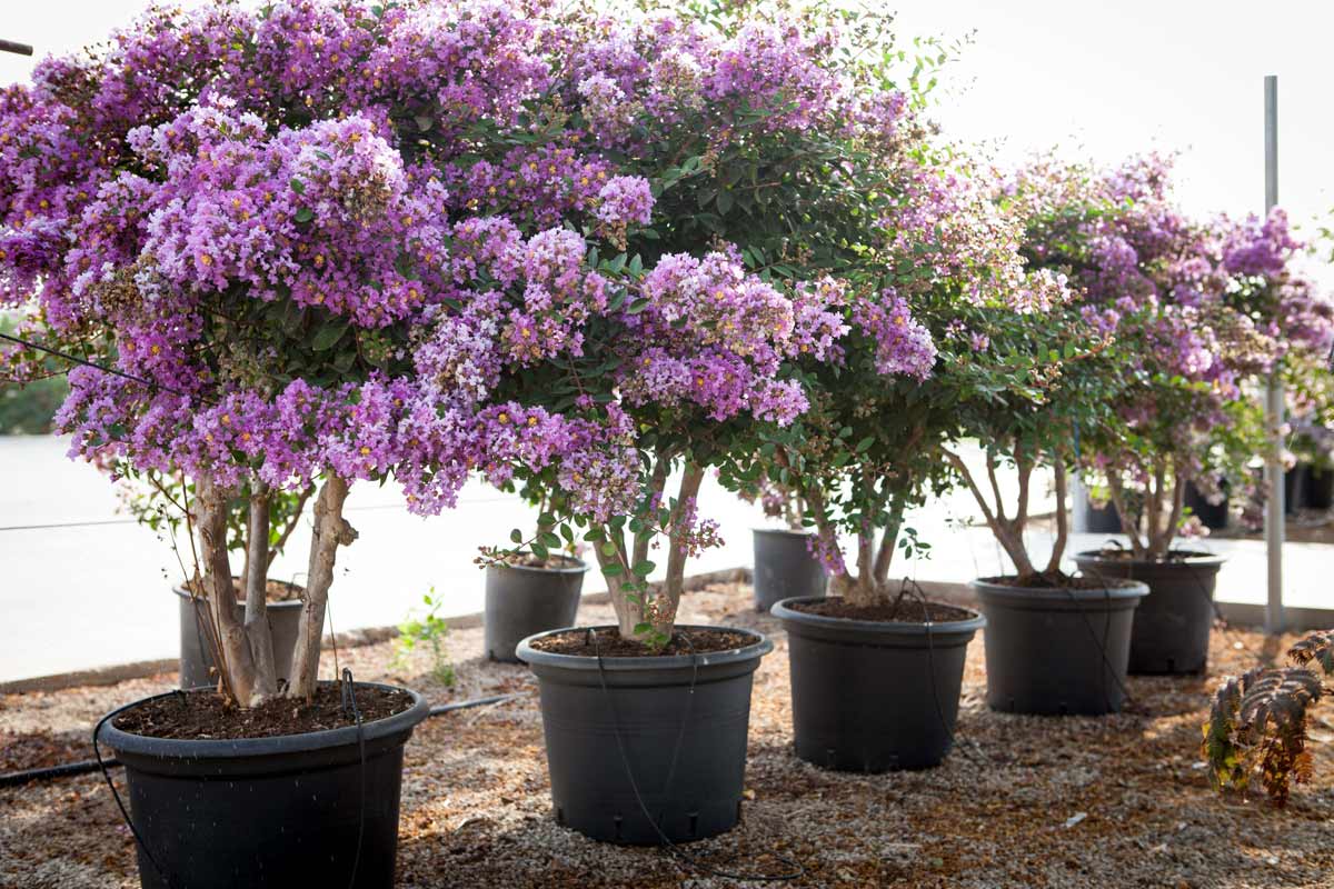 לגרסטרמיה קורדון בלו 2