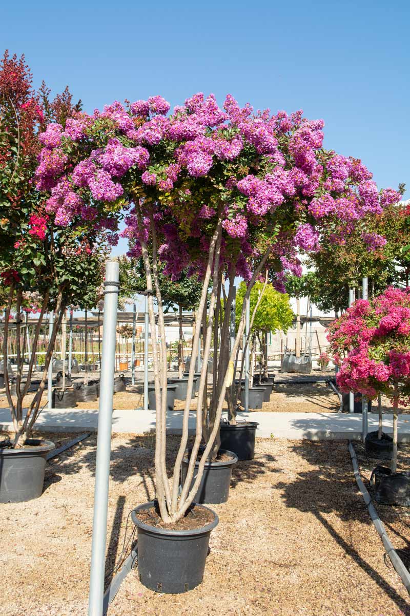 לגרסטרמיה קורדון בלו 3