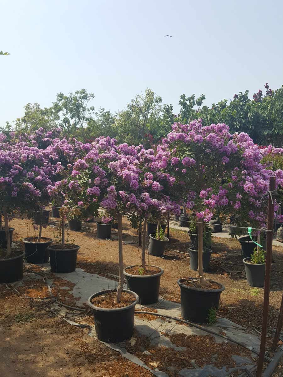 לגרסטרמיה קורדון בלו 4