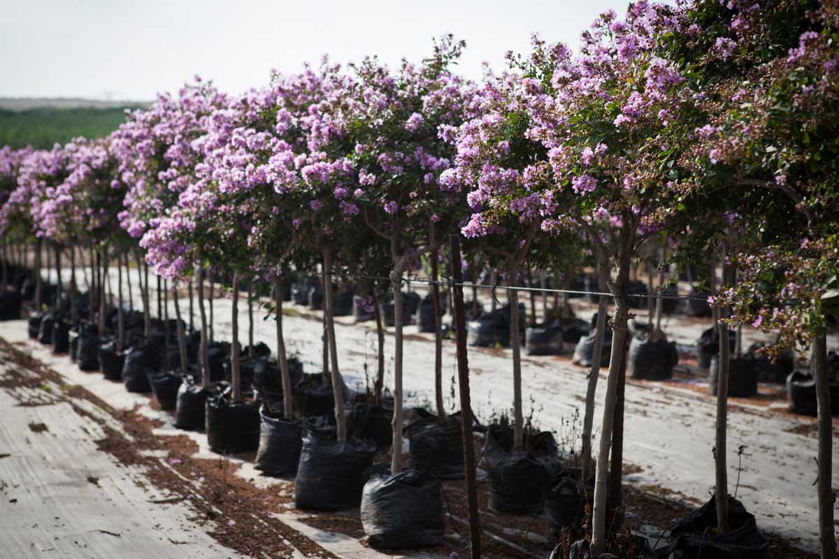 לגרסטרמיה קורדון בלו 6