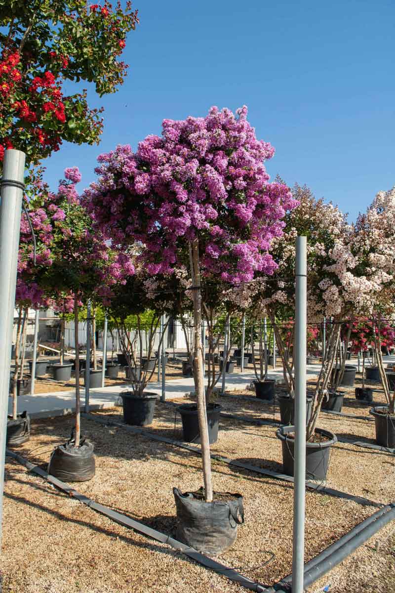 לגרסטרמיה קורדון בלו 7