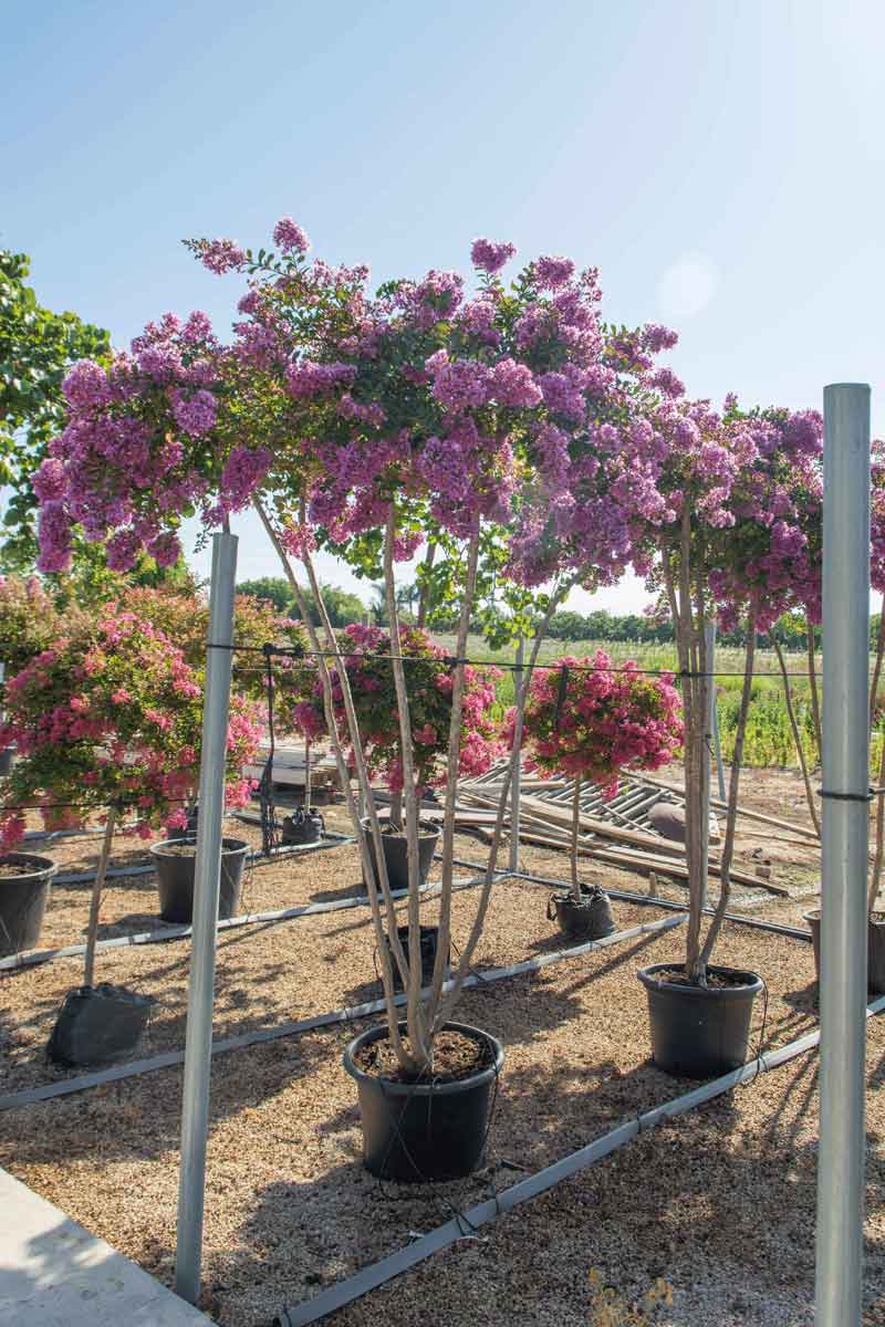 לגרסטרמיה קורדון בלו 8