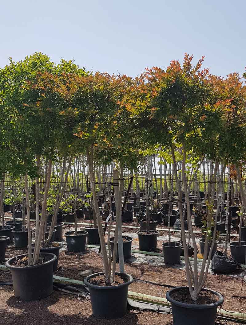 לגרסטרמיה קורדון בלו 9