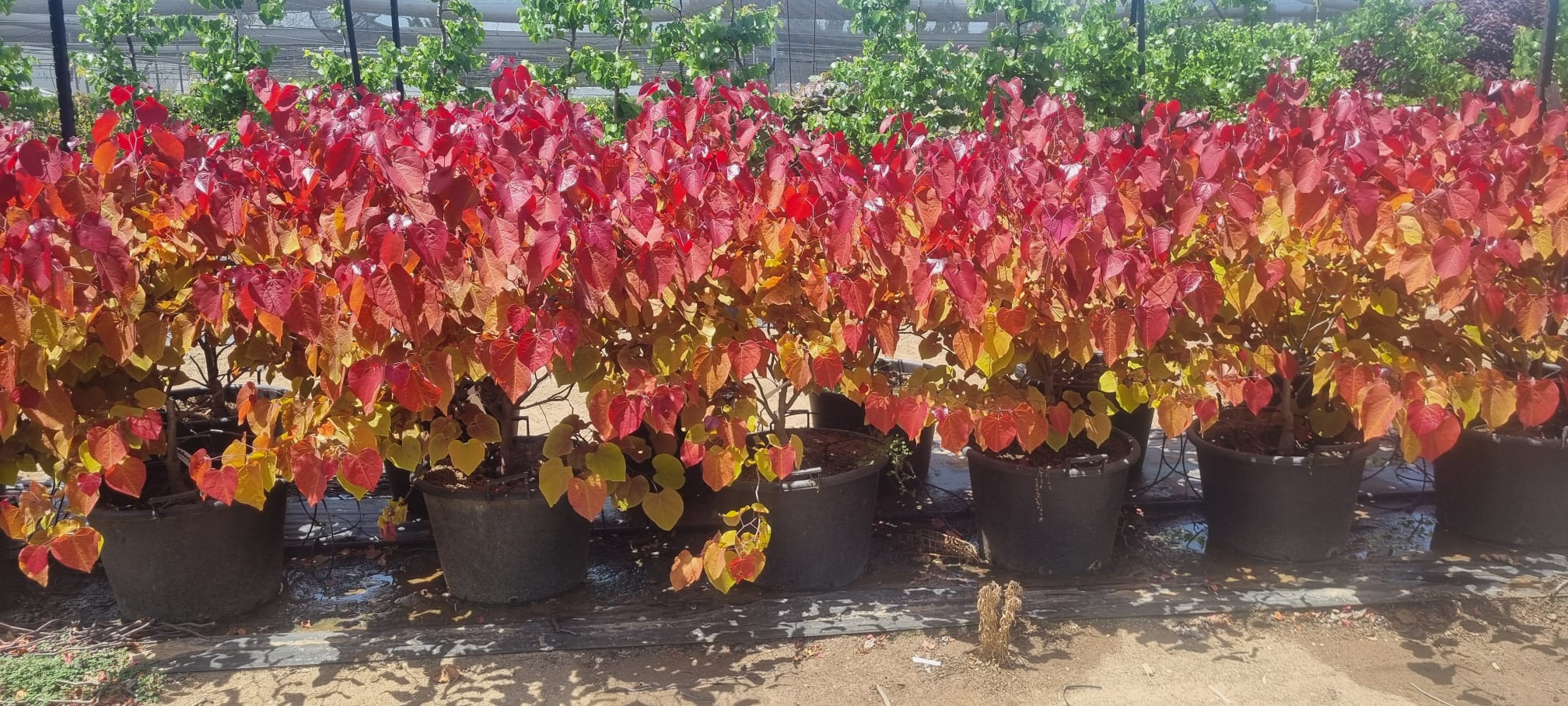 להבה נצחית1