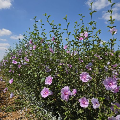 היביסקוס סורי שיפון לבנדר (זן פטנט)