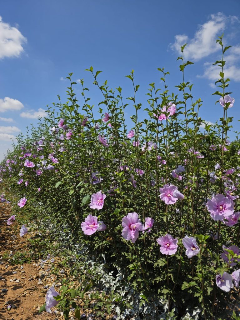 לוונדר שיפון