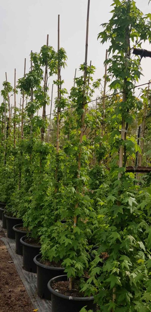 ליקוידמבר ליבני 1