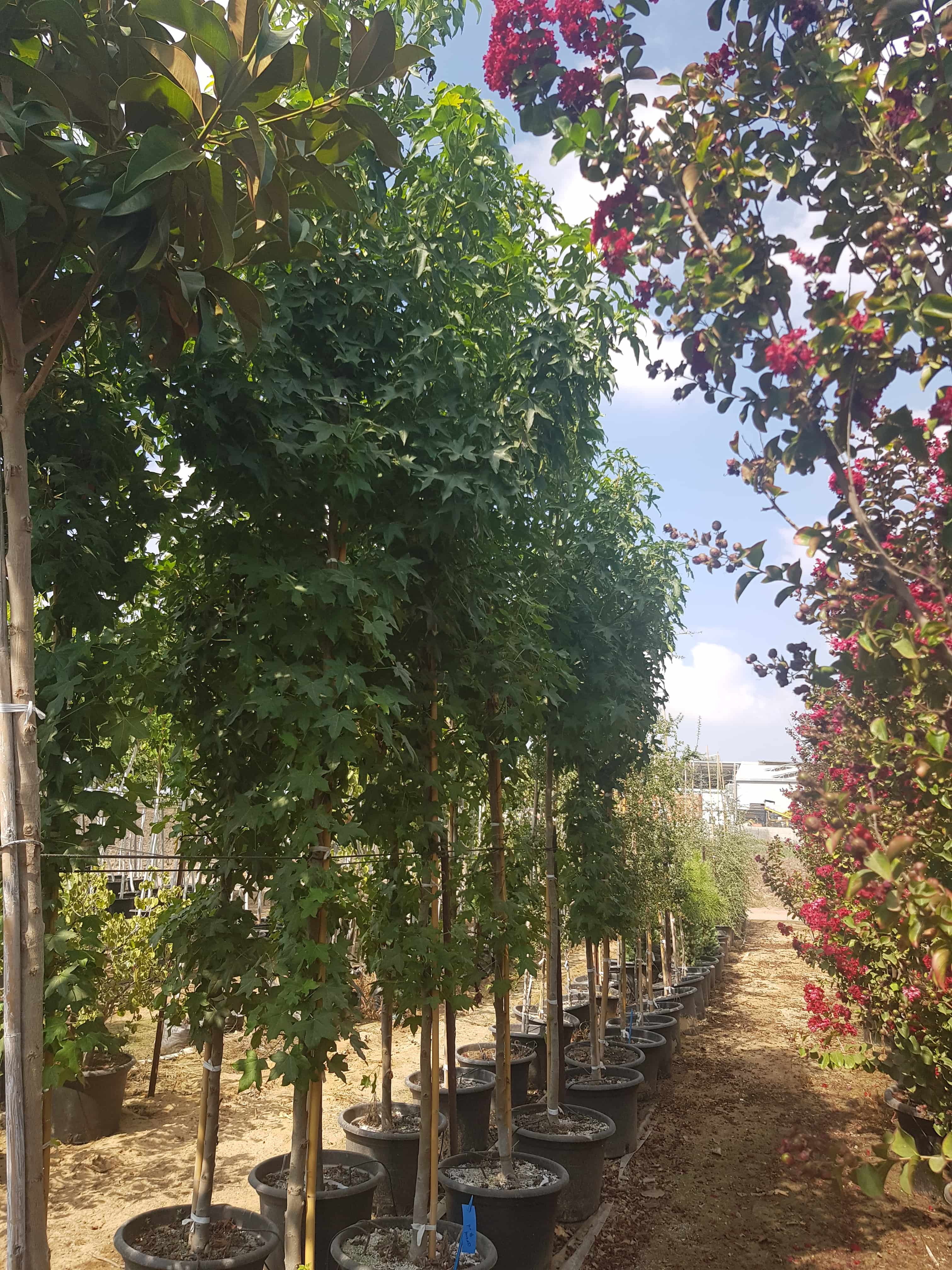 ליקוידמבר ליבני 2