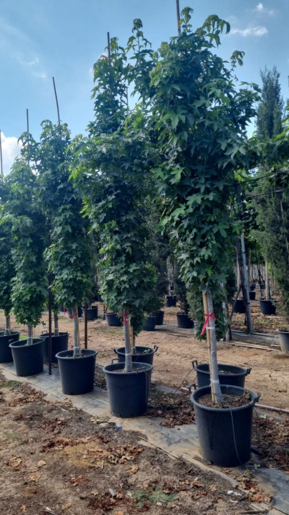 ליקוידמבר ליבני 3