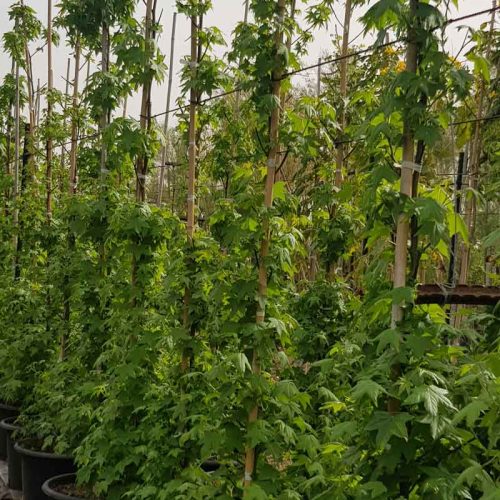 ליקוידמבר ליבני