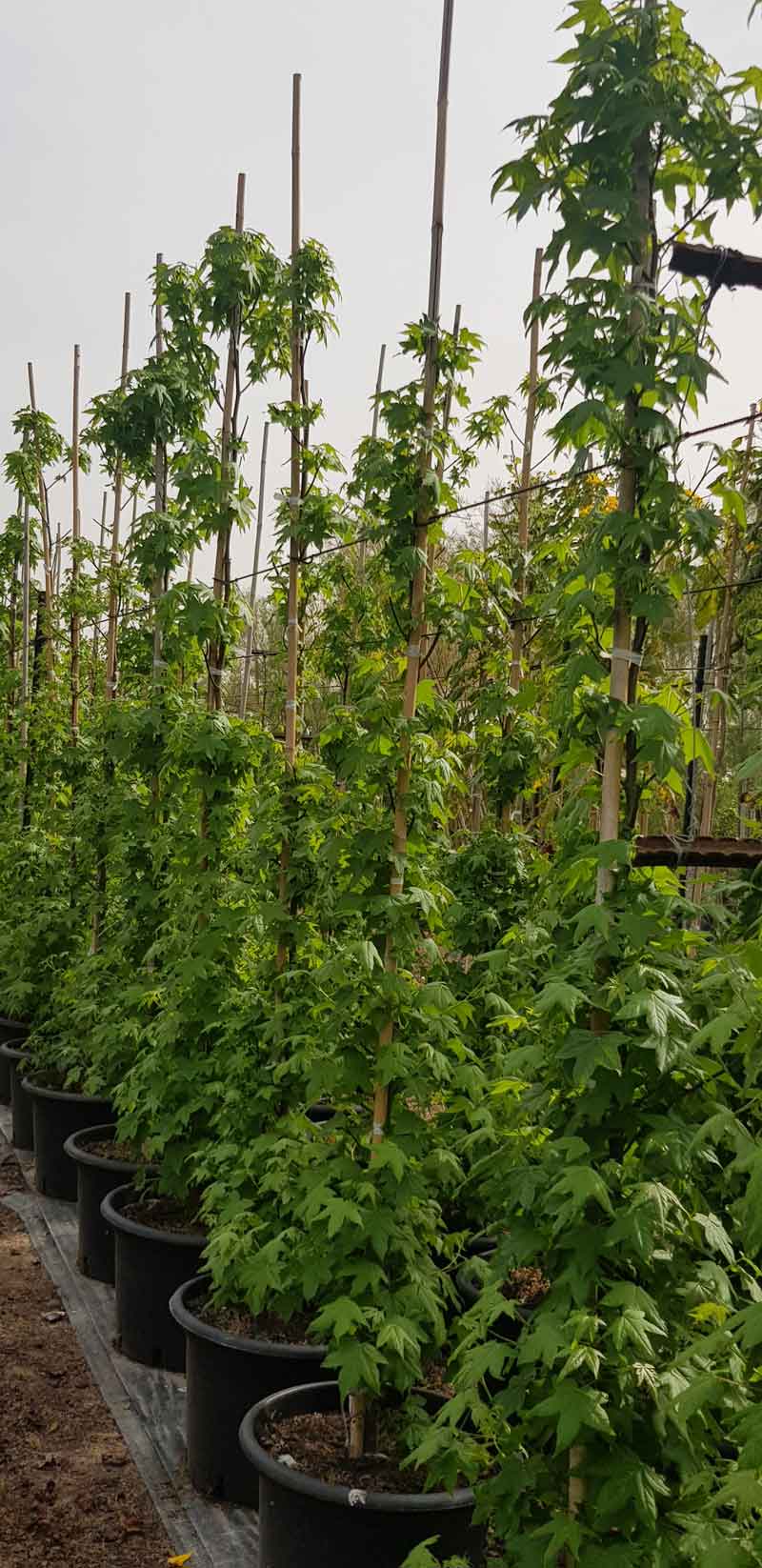 ליקוידמבר ליבני