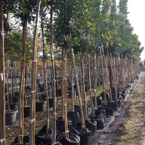 מגלן אפריקני (הרפפליום)