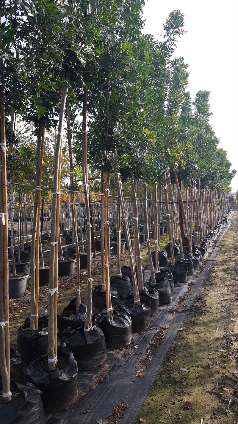 מגלן אפריקני (הרפפליום)