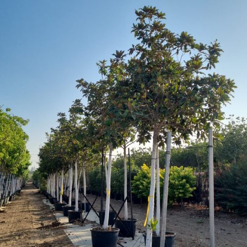 מגנוליה גרנדיפלורה