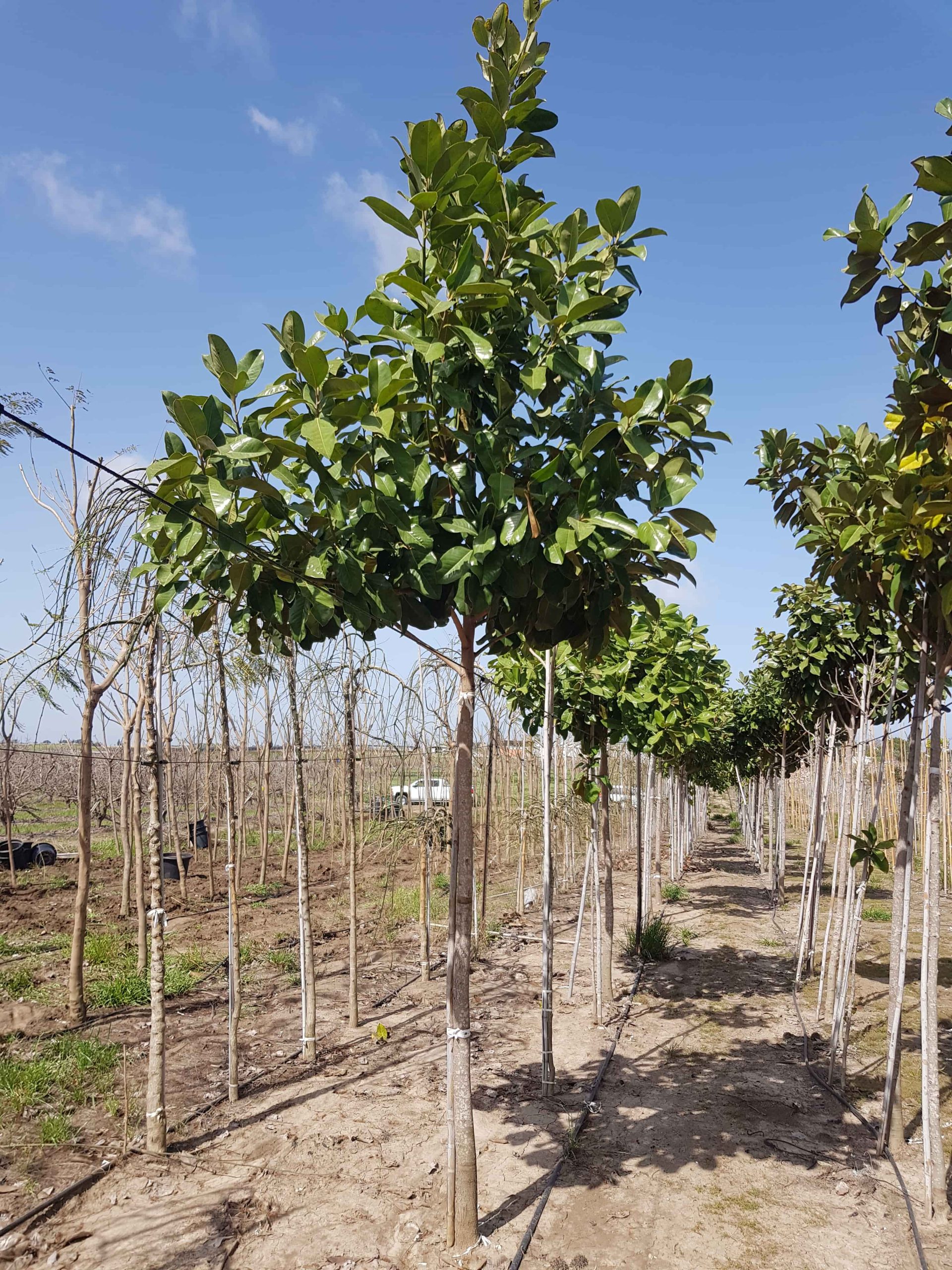 מגנוליה גרנדיפלורה 1