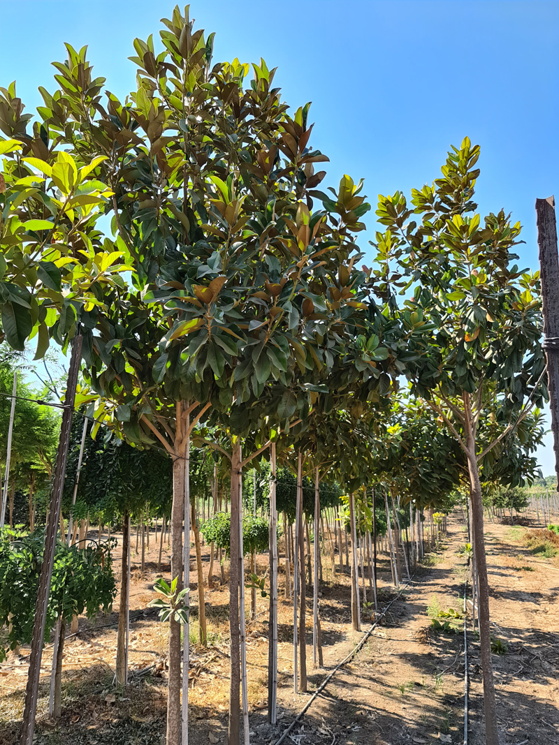 מגנוליה גרנדיפלורה 2