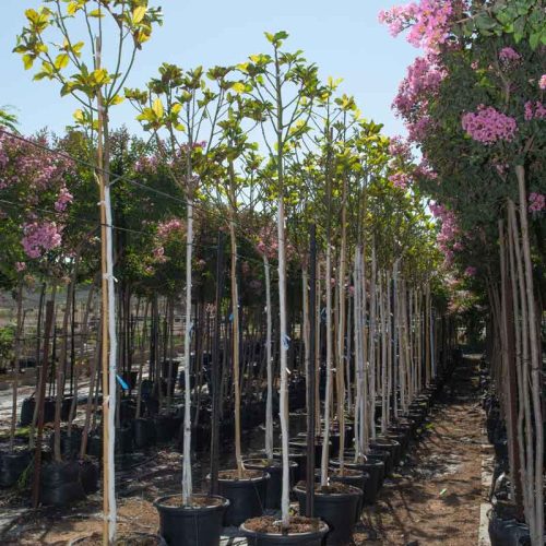 מגנוליה גרנדיפלורה