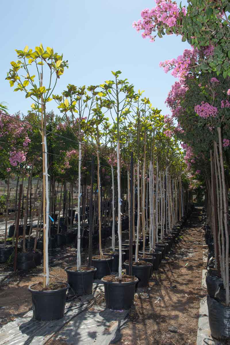 מגנוליה גרנדיפלורה