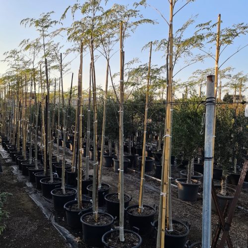 מורינגה מכונפת