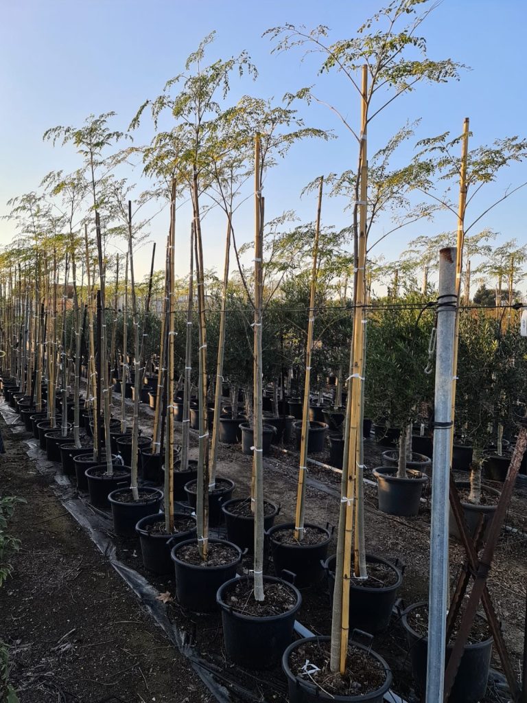 מורינגה מכונפת