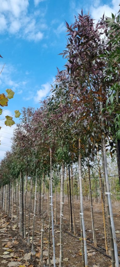 מילה חדת עלים (אוקסיקרפה 'רייווד') 1