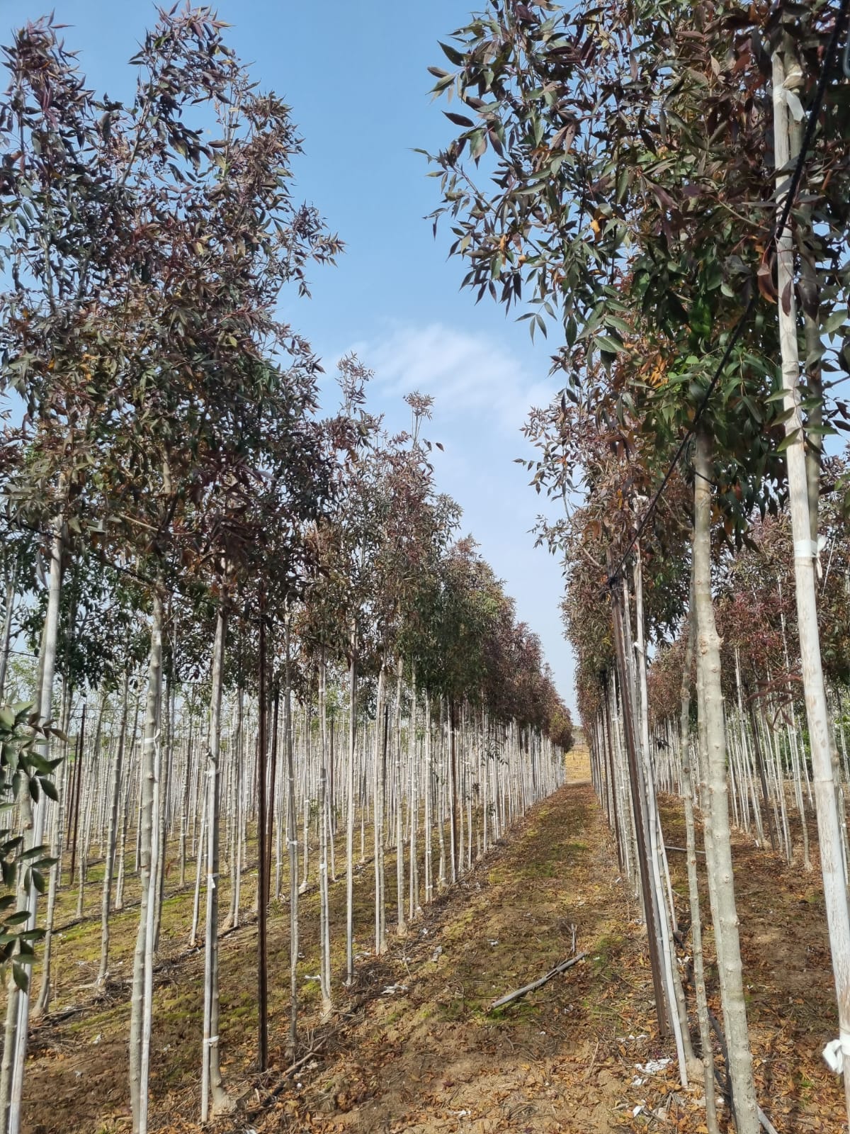 מילה חדת עלים (אוקסיקרפה 'רייווד') 2