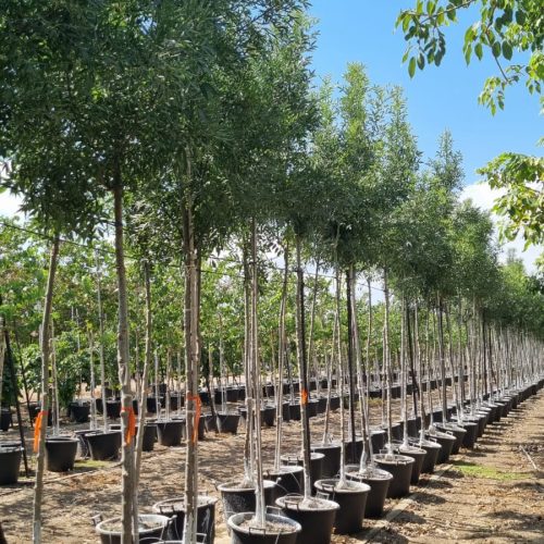 מילה חדת עלים (אוקסיקרפה 'רייווד')