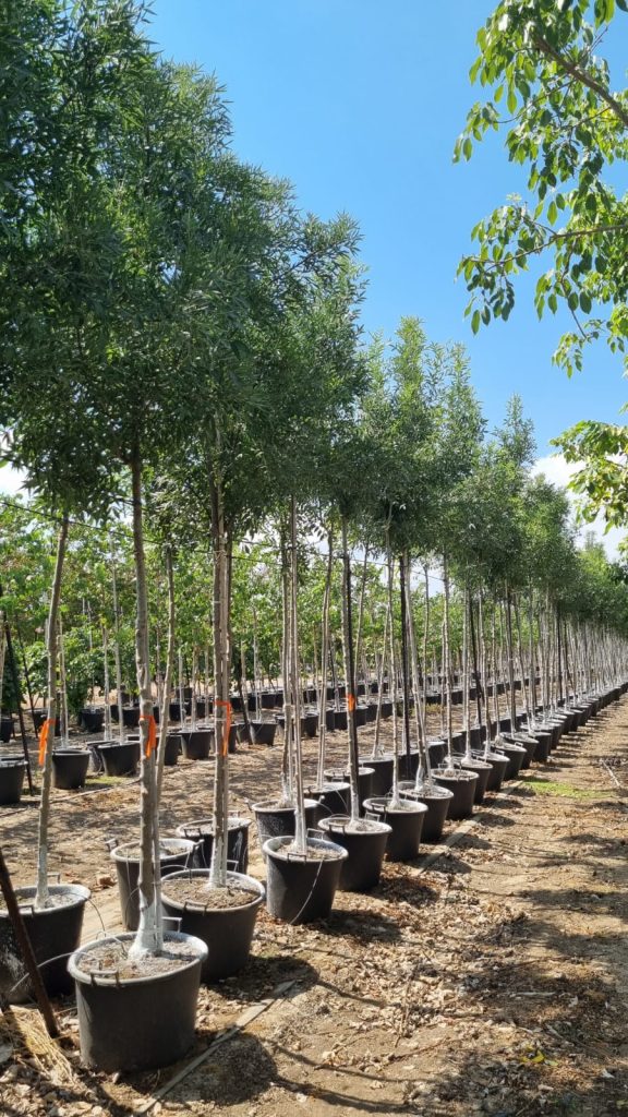 מילה חדת עלים (אוקסיקרפה 'רייווד')