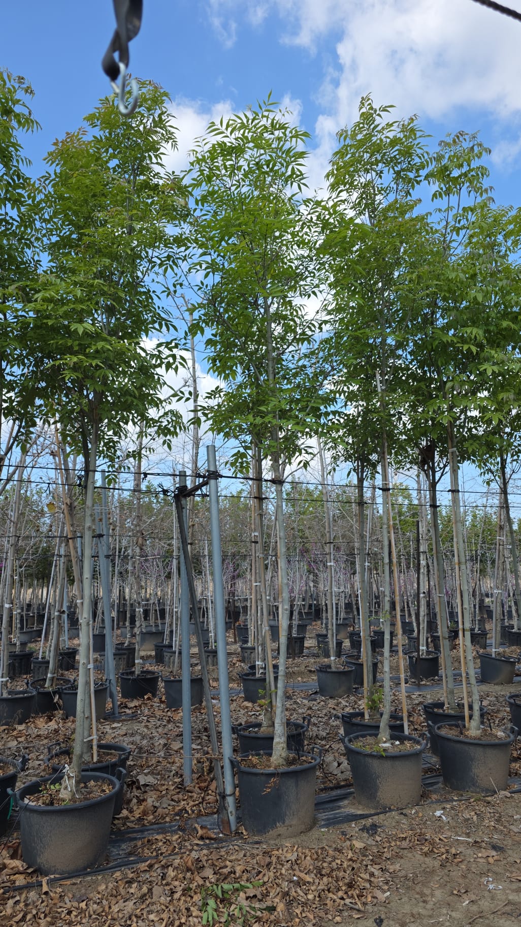 מילה ירוקת עד