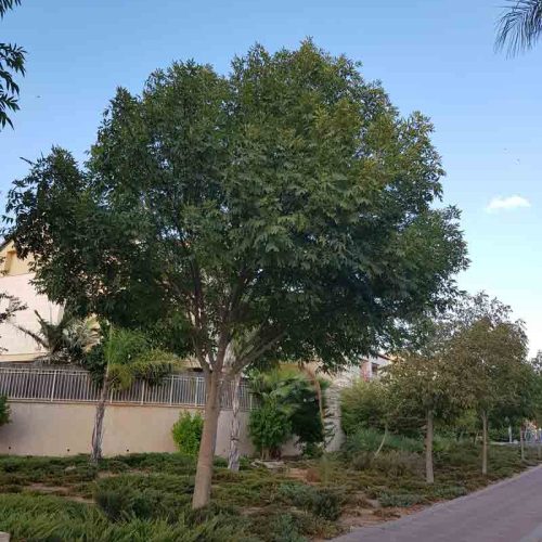 מילה ירוקת עד 'כדורית'